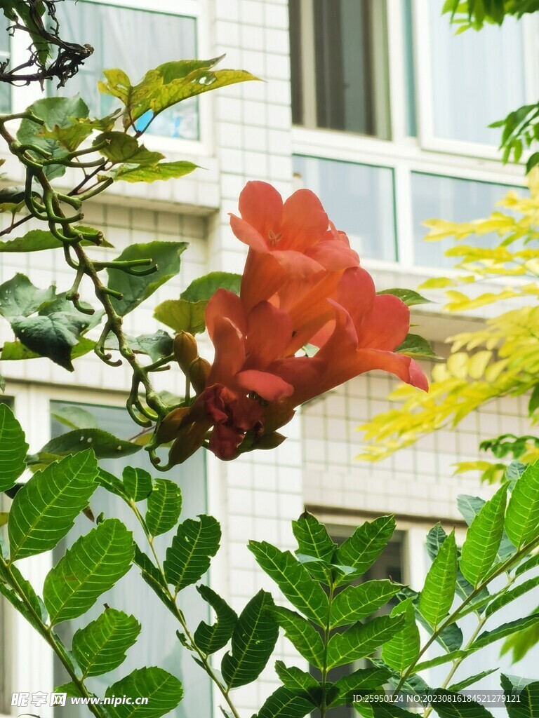 凌霄