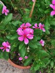 长春花