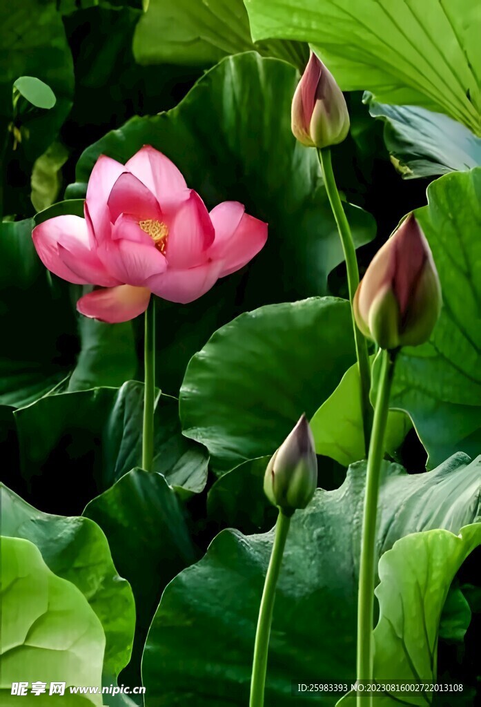 荷花