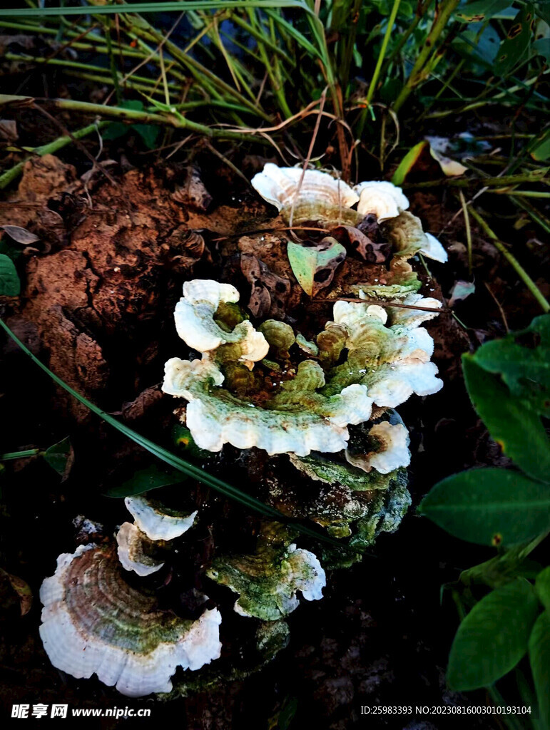 灵芝栽培
