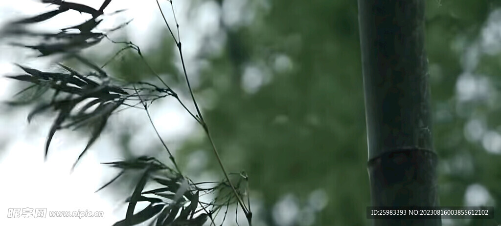 竹林