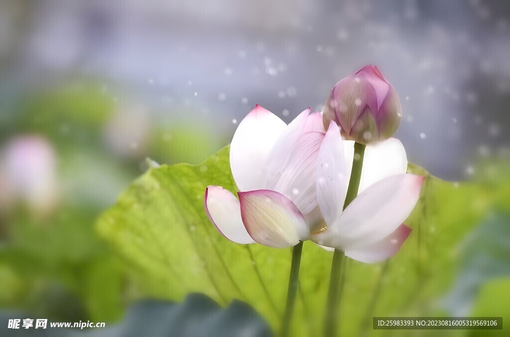 荷花