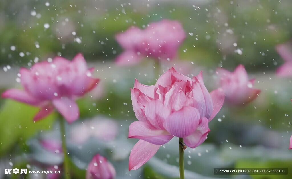 荷花