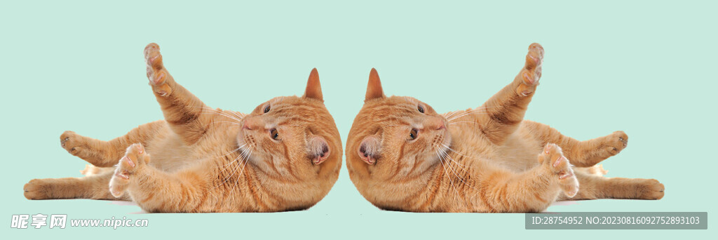 猫咪