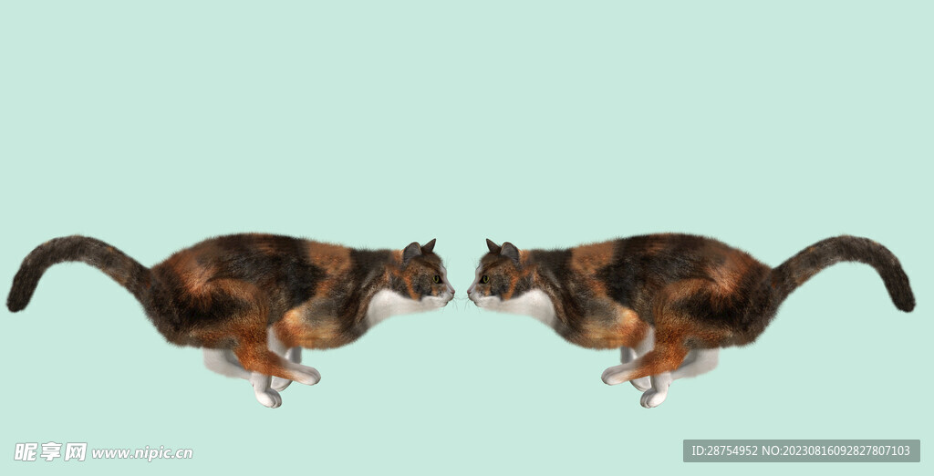 猫咪