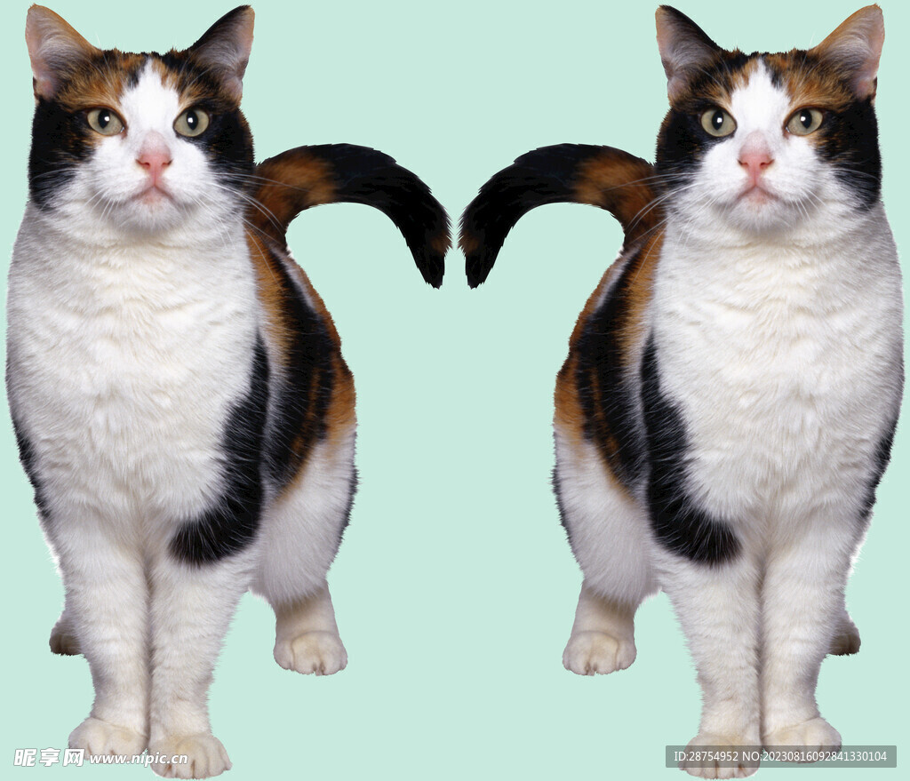 猫咪