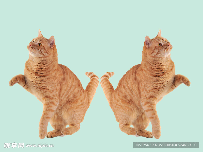 猫咪