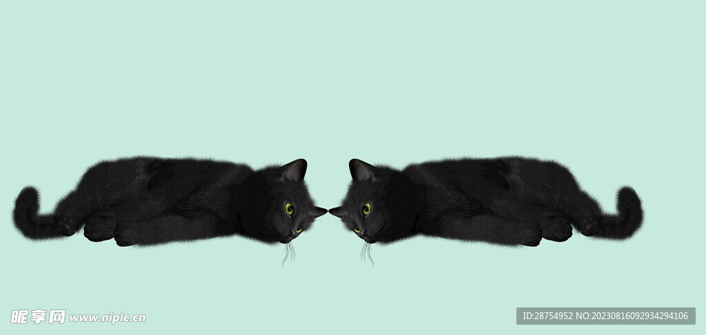 猫咪