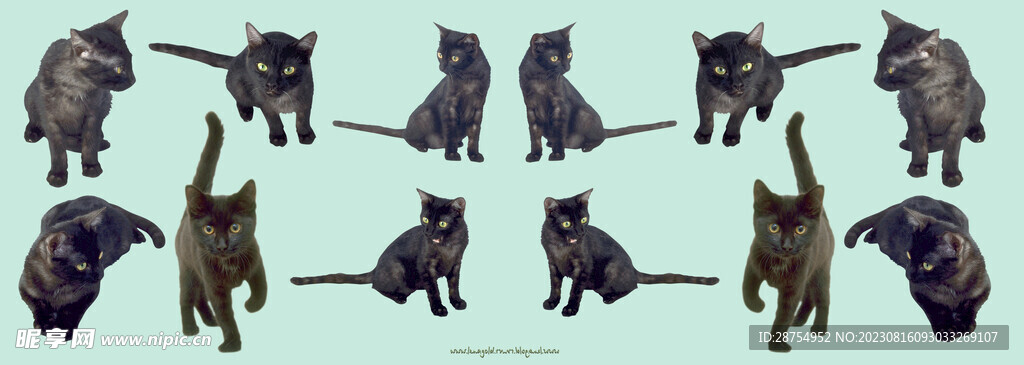 猫咪