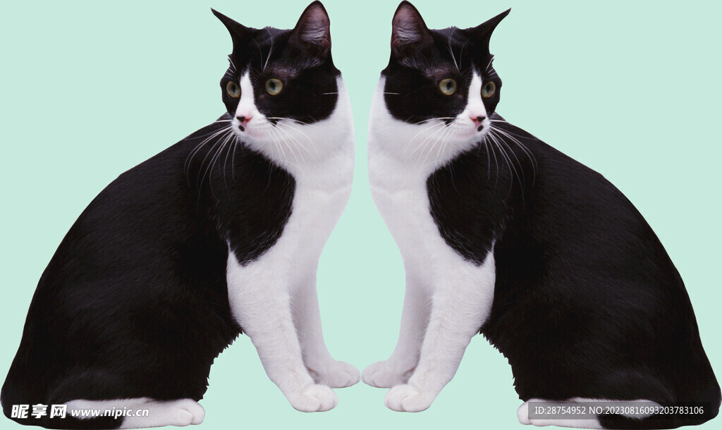 猫咪