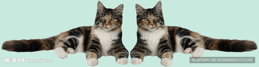 猫咪