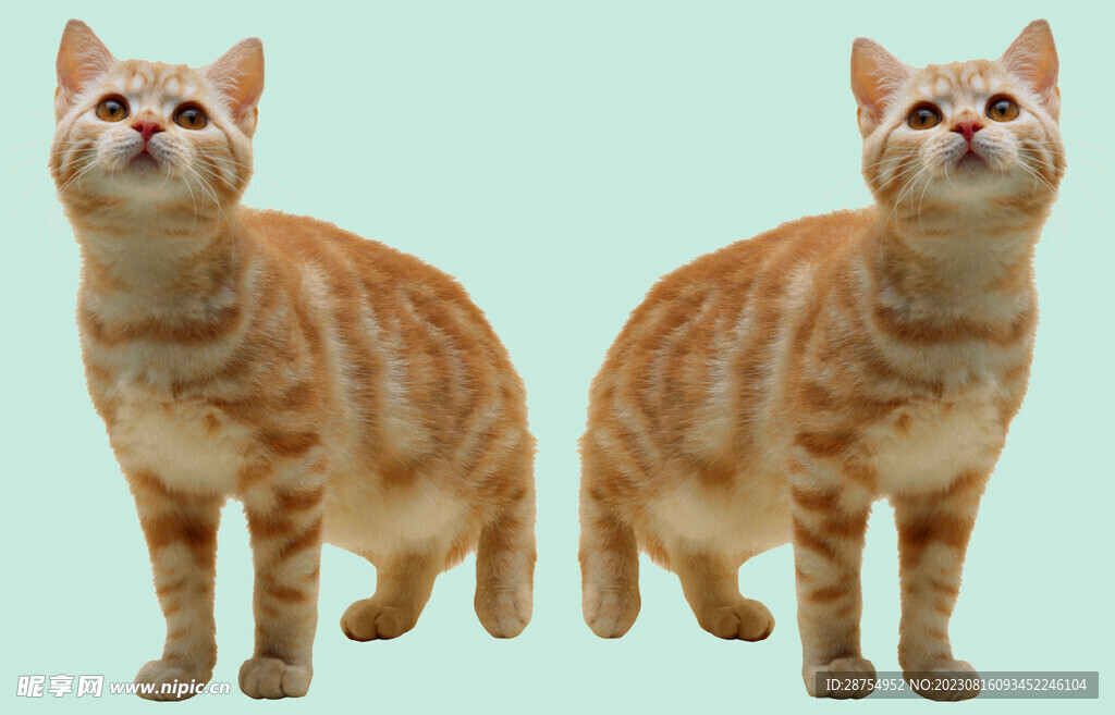 猫咪