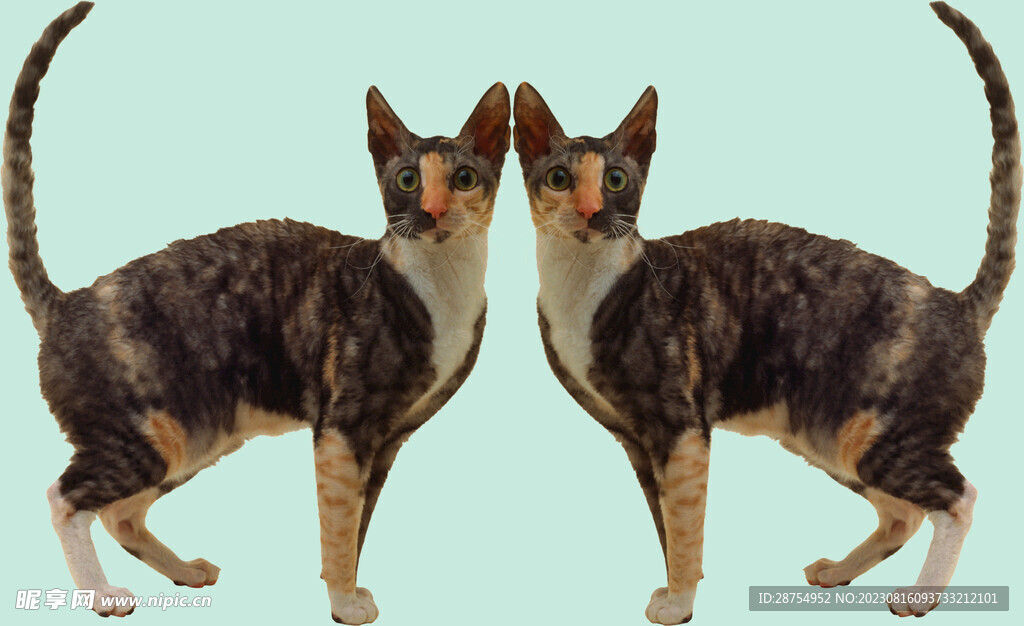 猫咪