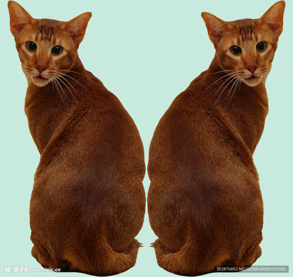 猫咪