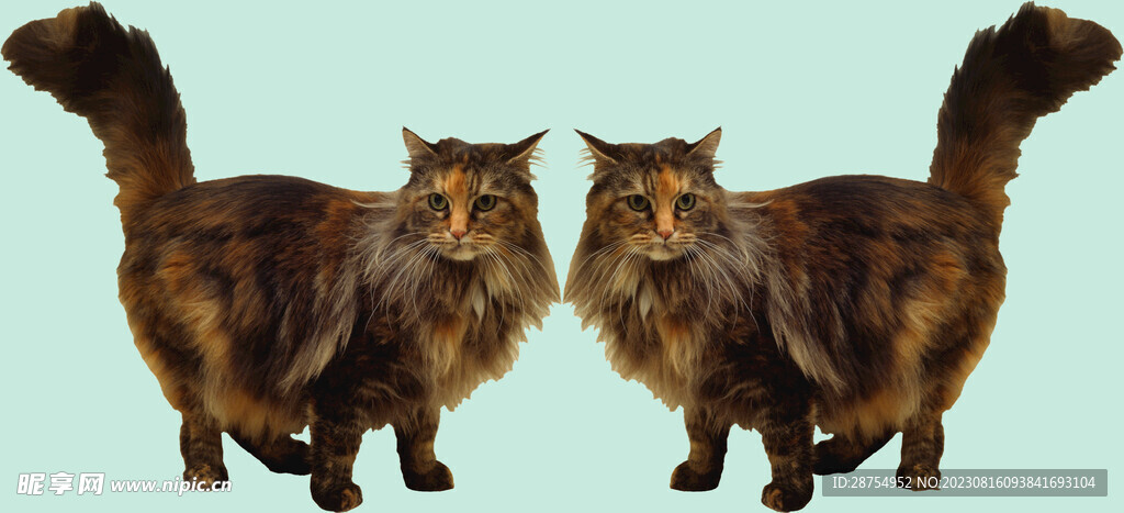 猫咪