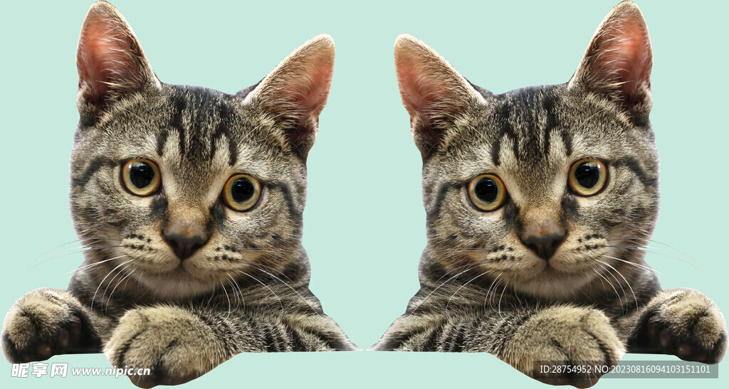猫咪