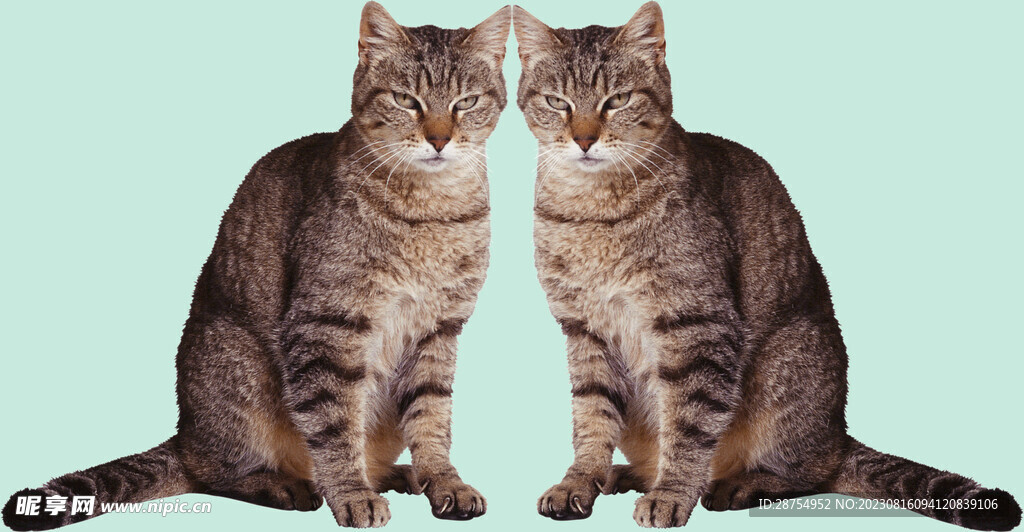 猫咪