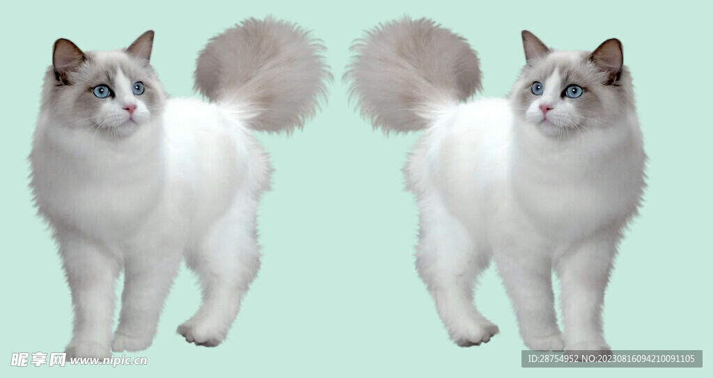 猫咪