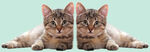 猫咪