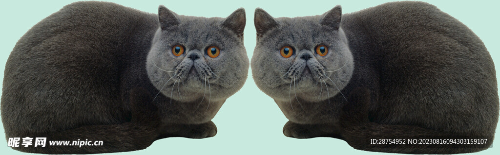 猫咪