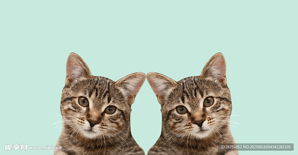 猫咪