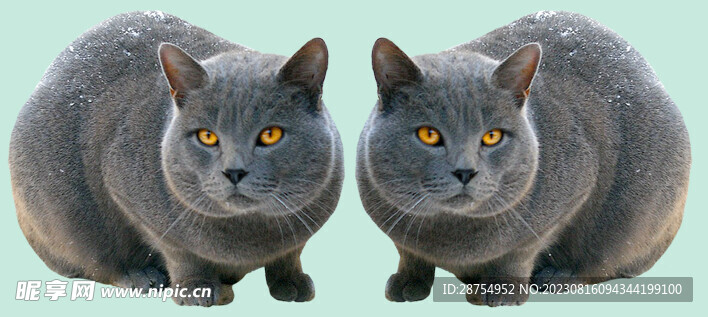 猫咪