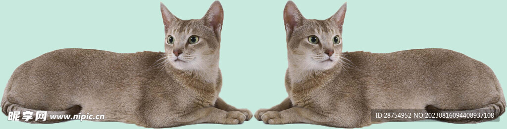 猫咪