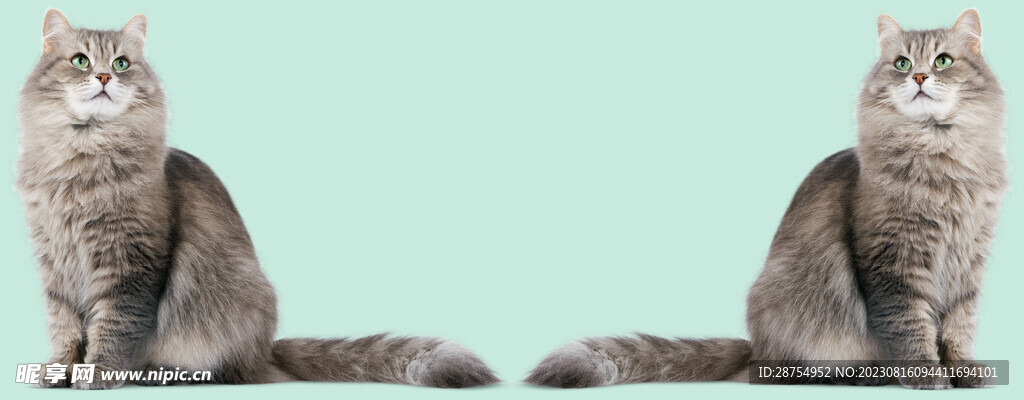 猫咪