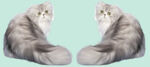 猫咪