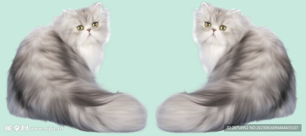 猫咪