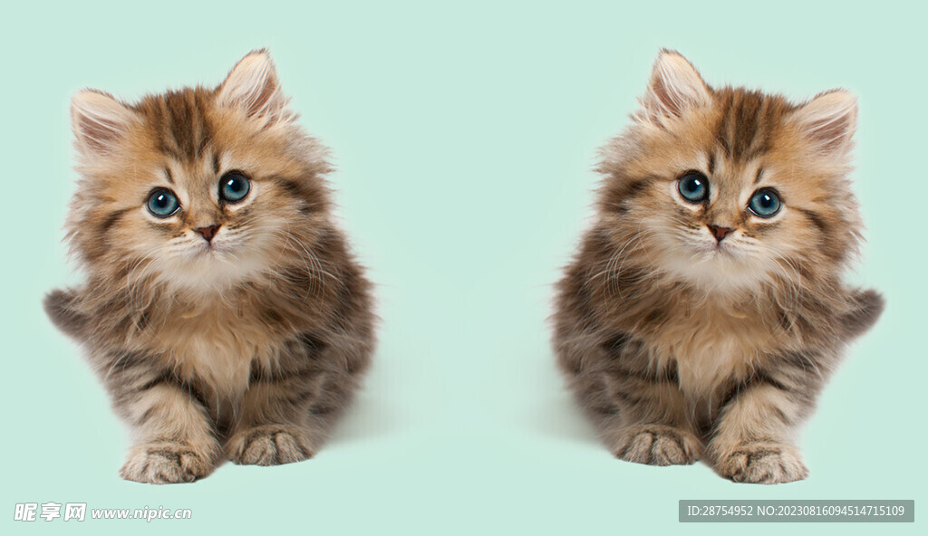 猫咪 