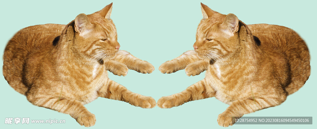 猫咪