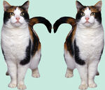 猫咪