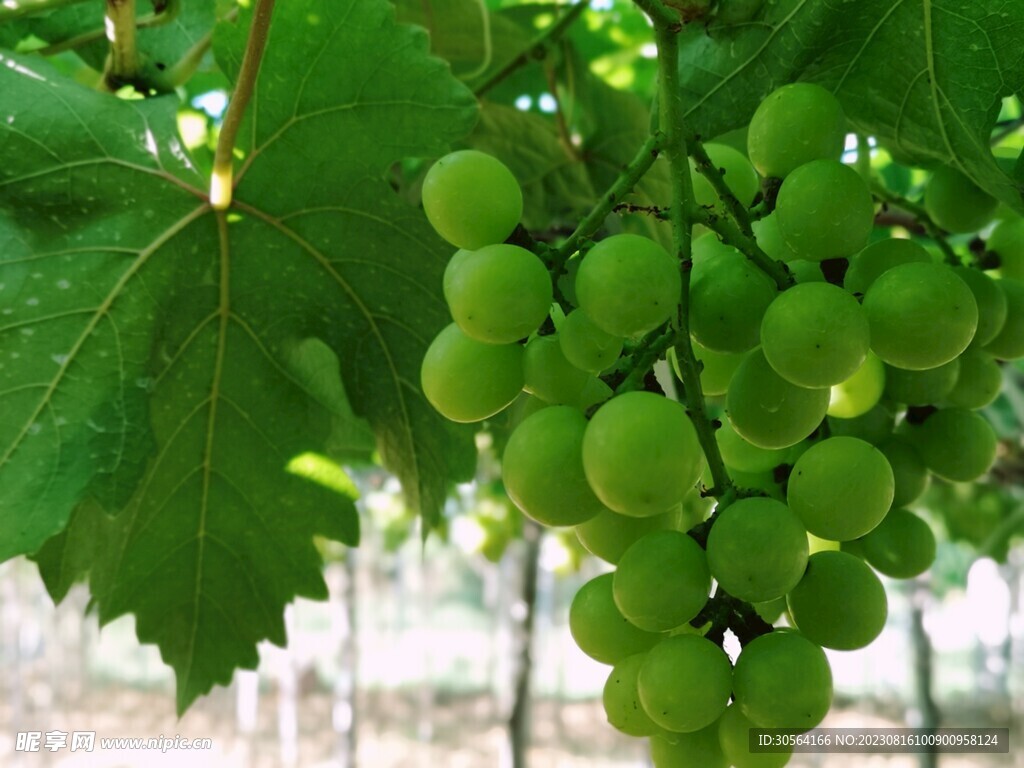 葡萄