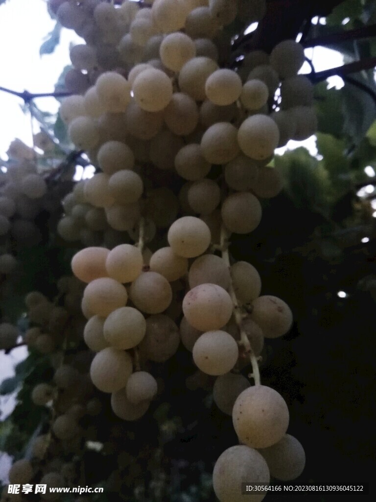 葡萄