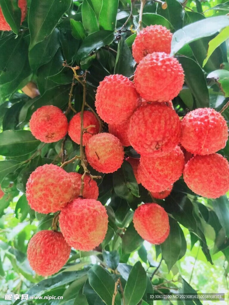 荔枝