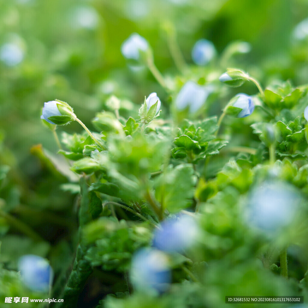 花草