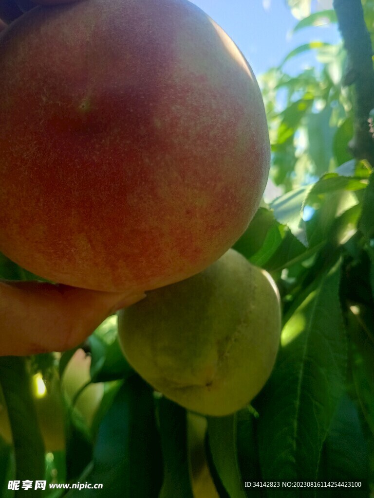 桃子