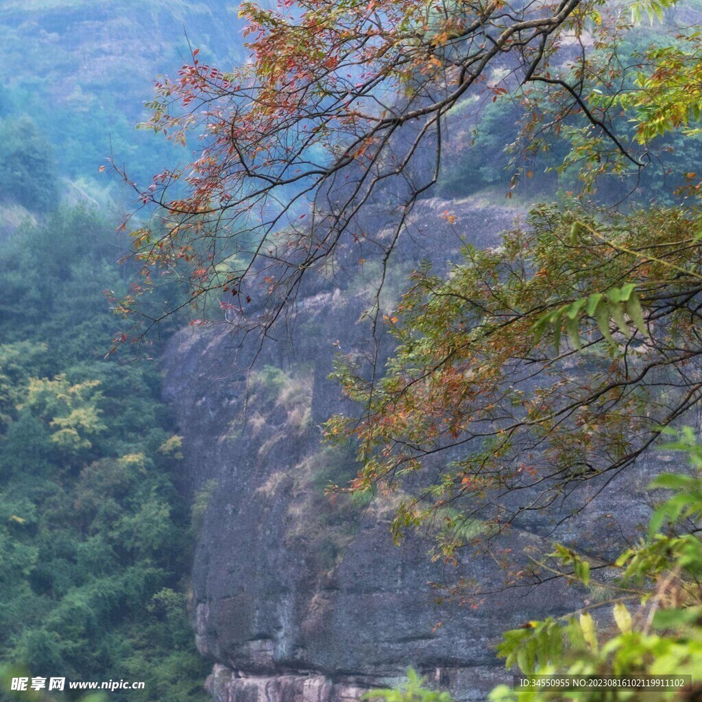 枫树