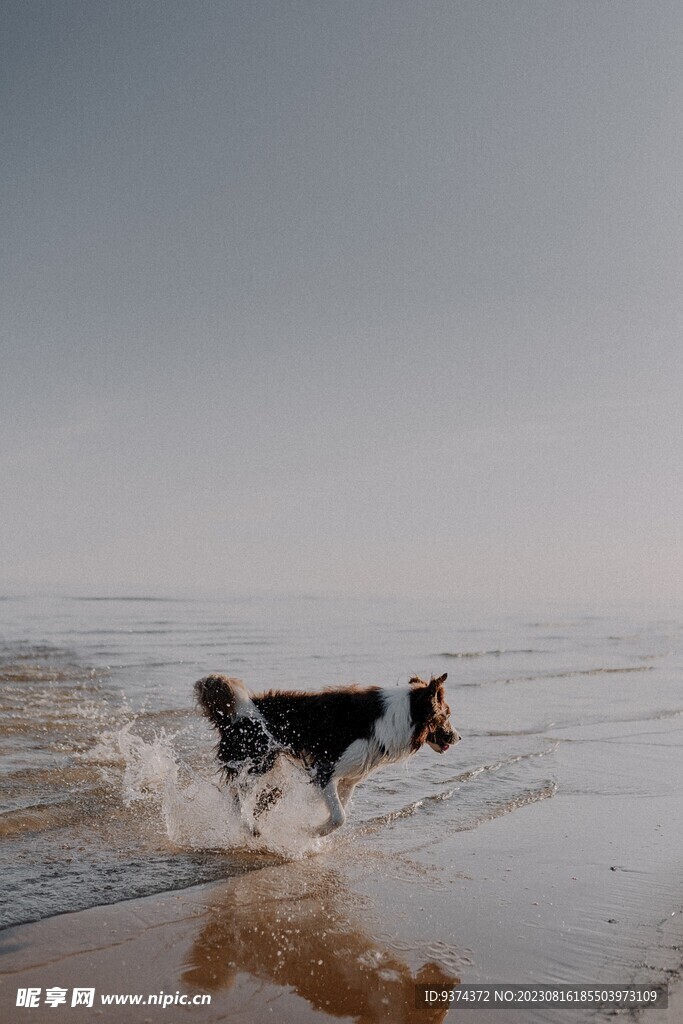 海边狗
