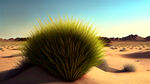 沙漠戈壁草