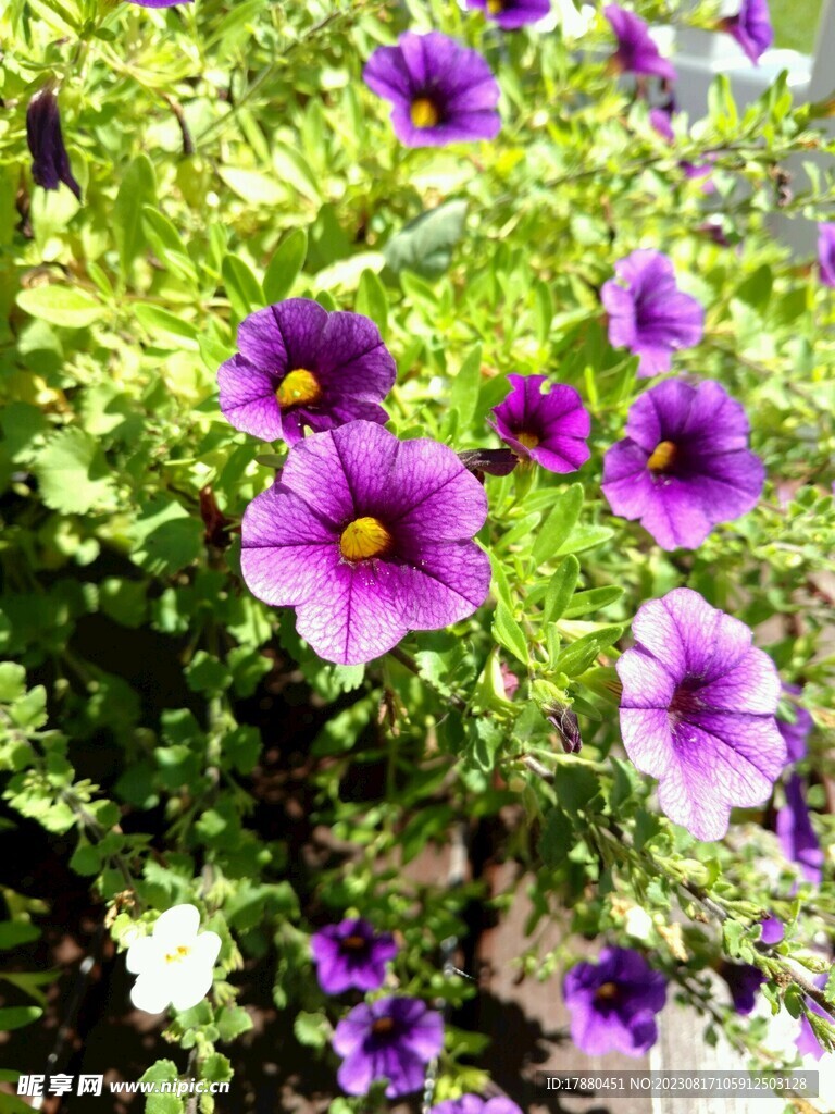 舞春花