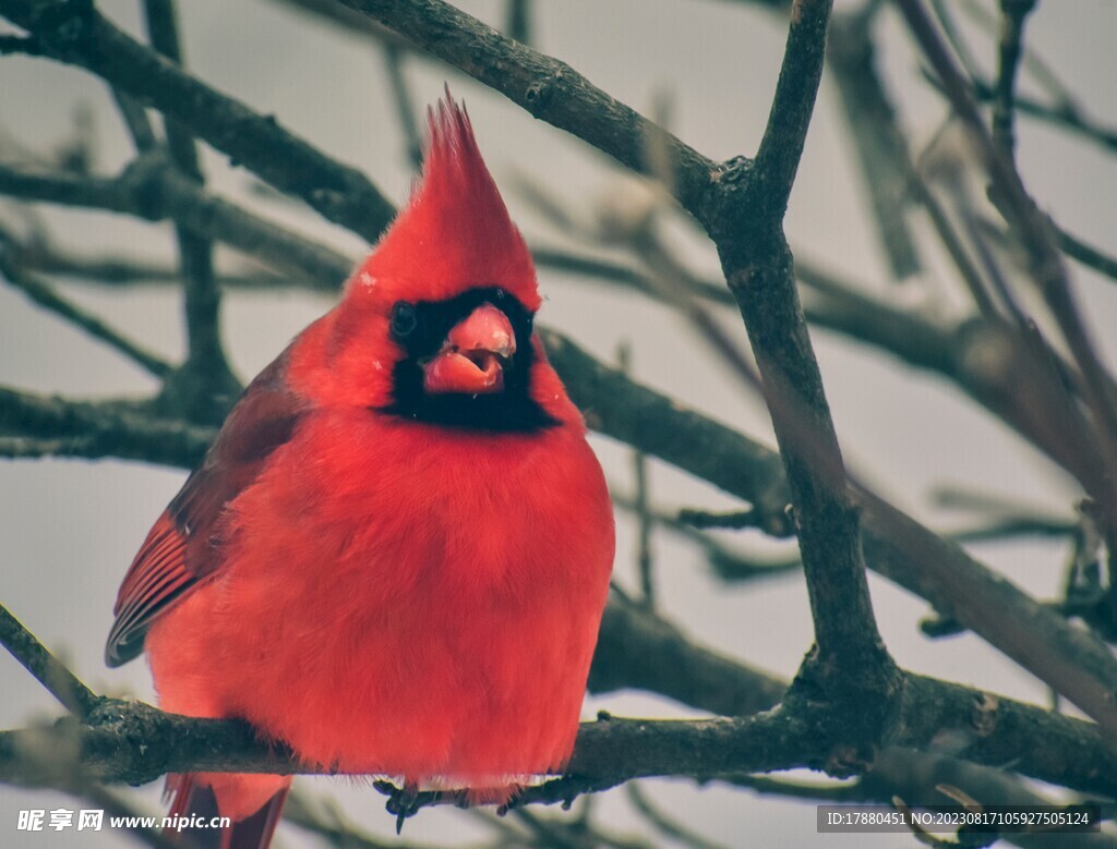 主红雀