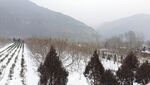 雪地 