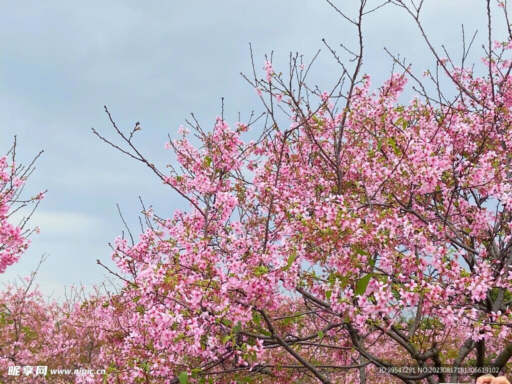 花