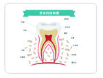 牙结构全图