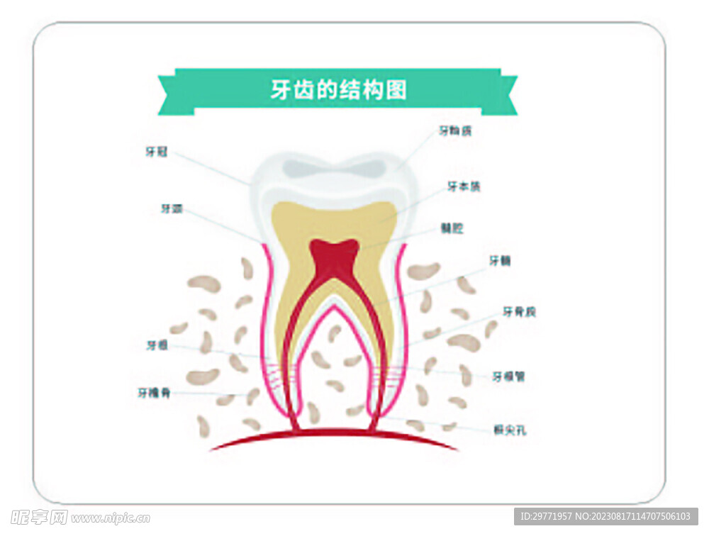 牙结构全图