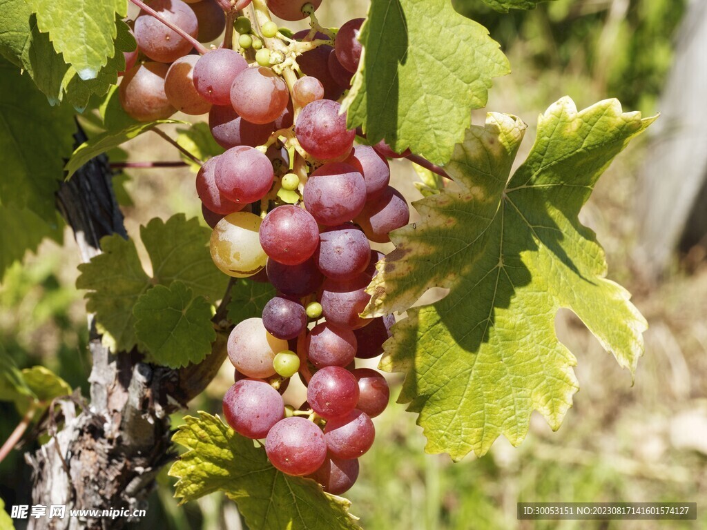 葡萄摄影图片