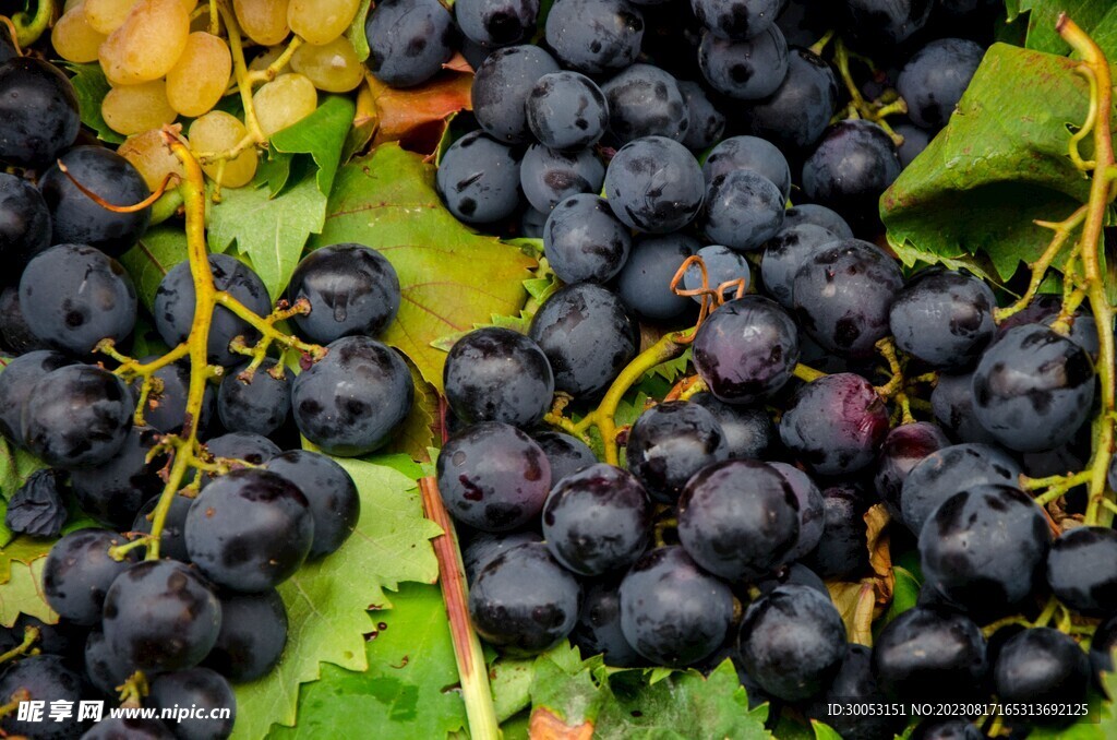 葡萄摄影图片