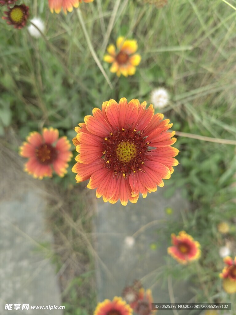 雏菊